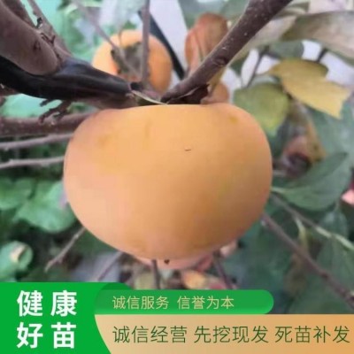 土球移栽3公分大秋柿子树苗基地 脆甜太秋 泽雨农业图2