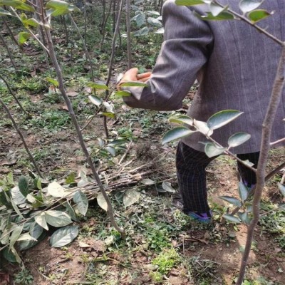 土球移栽3公分大秋柿子树苗基地 脆甜太秋 泽雨农业图3