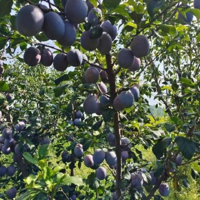 莫妮卡红肉西梅树苗 早熟高产口感好 泽雨农业