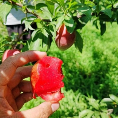 莫妮卡红肉西梅树苗 早熟高产口感好 泽雨农业图2