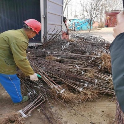 莫妮卡红肉西梅树苗 早熟高产口感好 泽雨农业图3