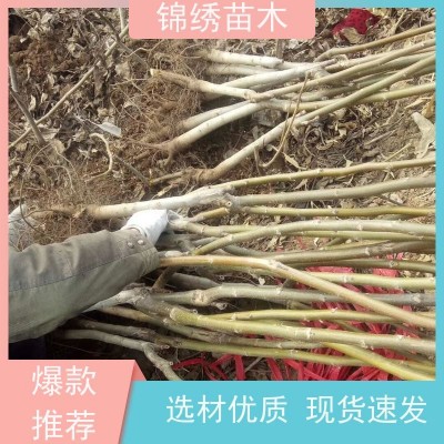 纸皮核桃 红皮紫仁核桃苗 基地直供1-5厘米核桃树苗 种苗品种纯正图2
