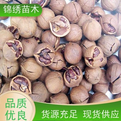 纸皮核桃 红皮紫仁核桃苗 基地直供1-5厘米核桃树苗 种苗品种纯正图3