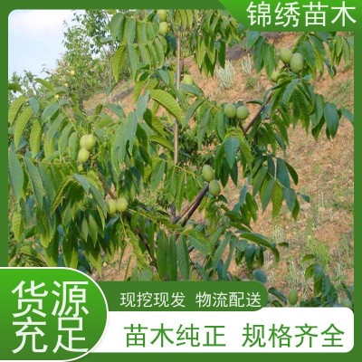 纸皮核桃 红皮紫仁核桃苗 基地直供1-5厘米核桃树苗 种苗品种纯正