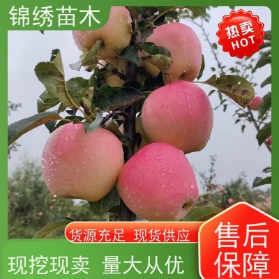 耐寒新品种苹果苗 矮化苹果树种苗 组培自根砧 嫁接品种齐全 看货起苗图3