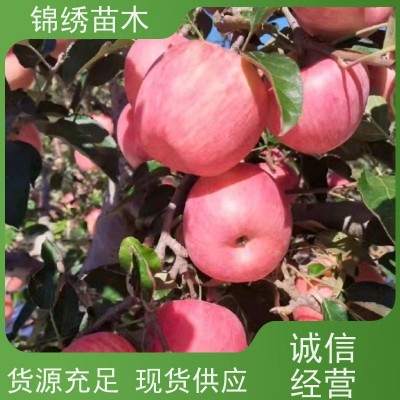 耐寒新品种苹果苗 矮化苹果树种苗 组培自根砧 嫁接品种齐全 看货起苗