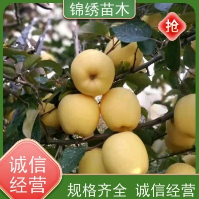 耐寒新品种苹果苗 矮化苹果树种苗 组培自根砧 嫁接品种齐全 看货起苗图2