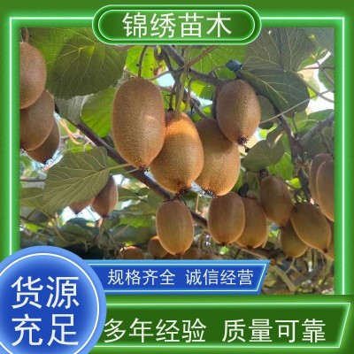 绿心徐香金福新鲜新生猕猴桃 清晨采摘颗颗筛选过称礼品装 当季水果