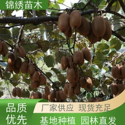 绿心徐香金福新鲜新生猕猴桃 清晨采摘颗颗筛选过称礼品装 当季水果图2