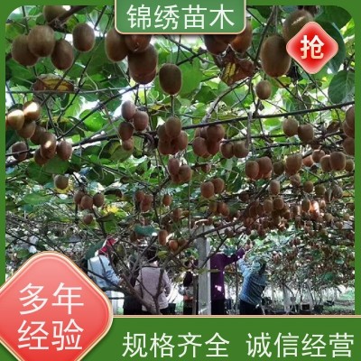 绿心徐香金福新鲜新生猕猴桃 清晨采摘颗颗筛选过称礼品装 当季水果图3