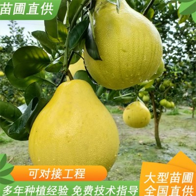 8-15公分柚子树 红心柚苗 水分充足 可对接工程 八门果业图2