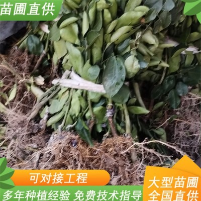 8-15公分柚子树 红心柚苗 水分充足 可对接工程 八门果业图3