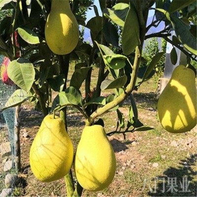 柚子树 小香柚子苗 嫁接树苗当年结果 八门果业图2