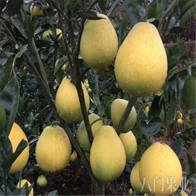 柚子树 小香柚子苗 嫁接树苗当年结果 八门果业图3