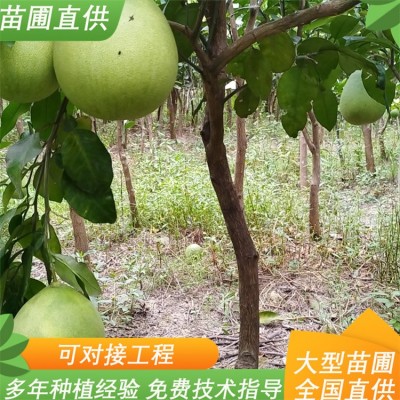 八门果业 全冠柚子树水果树绿化苗 冰糖柚苗 汁液清澈 1-3年生种苗图2