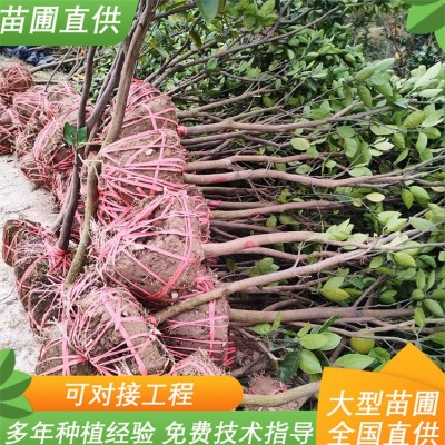 八门果业 全冠柚子树水果树绿化苗 冰糖柚苗 汁液清澈 1-3年生种苗图3