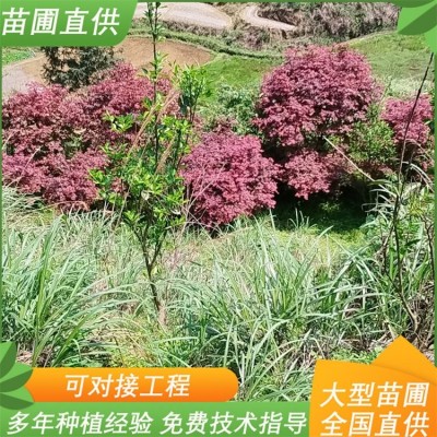 日本红枫 庭院阳台盆栽 三季红街道绿化树 长期培育苗圃直供图3