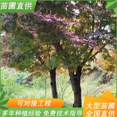 日本红枫 庭院阳台盆栽 三季红街道绿化树 长期培育苗圃直供图2