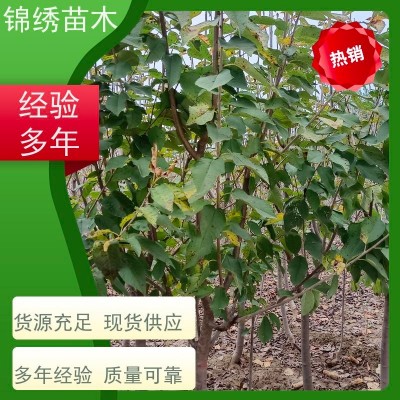 大棚樱桃树苗 俄罗斯8号易成花 瑞德樱桃苗 供应基地 丰产期长 口感好图3