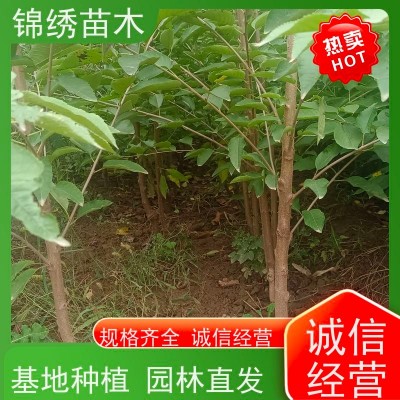 大棚樱桃树苗 俄罗斯8号易成花 瑞德樱桃苗 供应基地 丰产期长 口感好