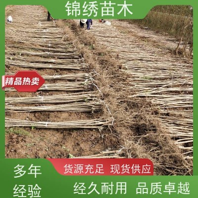 大棚樱桃树苗 俄罗斯8号易成花 瑞德樱桃苗 供应基地 丰产期长 口感好图2