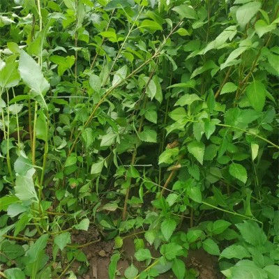 药用连翘苗 丛生连翘 满枝金黄 中药材连翘 耐寒耐贫瘠 基地自产自销图2