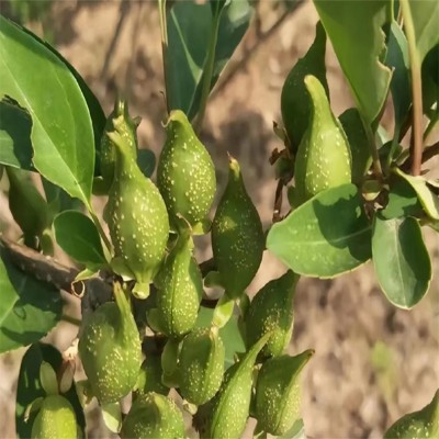 药用连翘苗 丛生连翘 满枝金黄 中药材连翘 耐寒耐贫瘠 基地自产自销