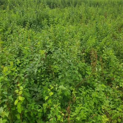 药用连翘苗 丛生连翘 满枝金黄 中药材连翘 耐寒耐贫瘠 基地自产自销图3