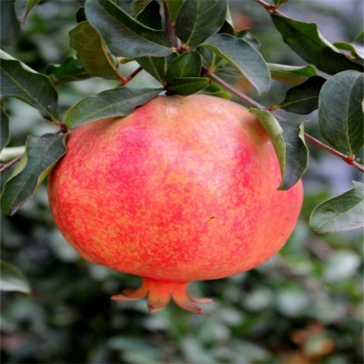 石榴树苗 10公分突尼斯软籽石榴树 硕果累累 南北方种植庭院盆栽地栽