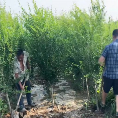 石榴树苗 10公分突尼斯软籽石榴树 硕果累累 南北方种植庭院盆栽地栽图2