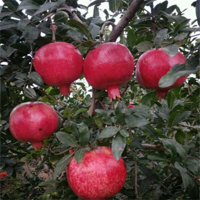 石榴树苗 10公分突尼斯软籽石榴树 硕果累累 南北方种植庭院盆栽地栽图3