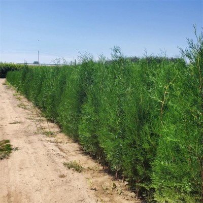 大量供应营养钵侧柏 1米1.5米2米侧柏苗 扁柏 单排通风道 苗圃基地