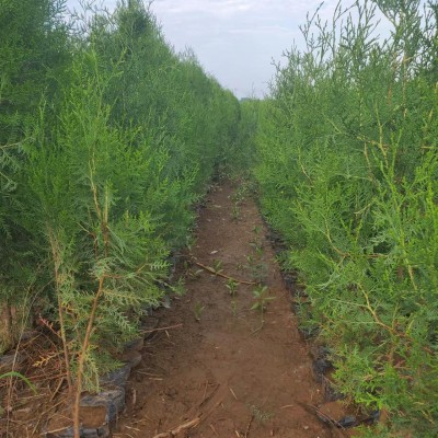 大量供应营养钵侧柏 1米1.5米2米侧柏苗 扁柏 单排通风道 苗圃基地图2