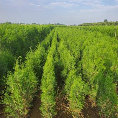 大量供应营养钵侧柏 1米1.5米2米侧柏苗 扁柏 单排通风道 苗圃基地图3