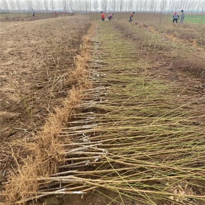 两年嫁接桃树苗 蟠桃苗 晚熟油桃 当年结果 口感甜脆 植株健壮图2