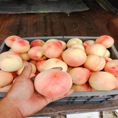 两年嫁接桃树苗 蟠桃苗 晚熟油桃 当年结果 口感甜脆 植株健壮