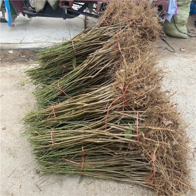 两年嫁接桃树苗 蟠桃苗 晚熟油桃 当年结果 口感甜脆 植株健壮图3