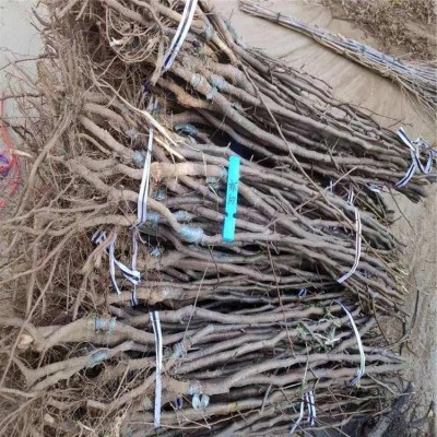 皇冠梨苗 土壤要求简单 耐瘠薄 品种纯正 根系发达