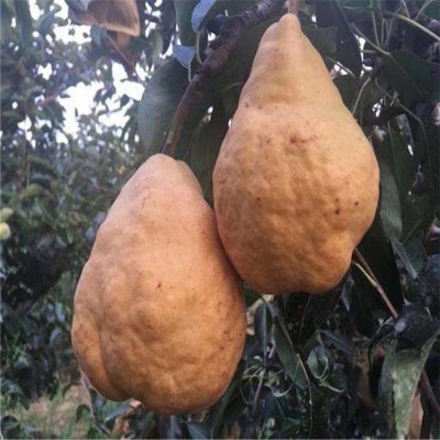 皇冠梨苗 土壤要求简单 耐瘠薄 品种纯正 根系发达图2