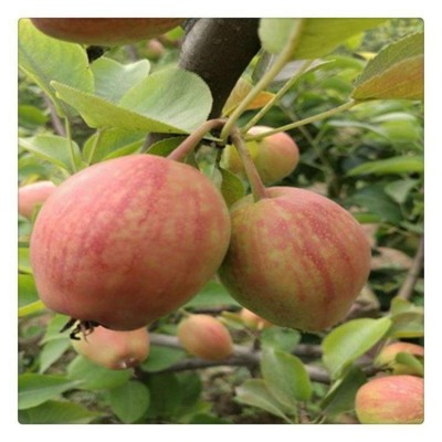 皇冠梨苗 土壤要求简单 耐瘠薄 品种纯正 根系发达图3