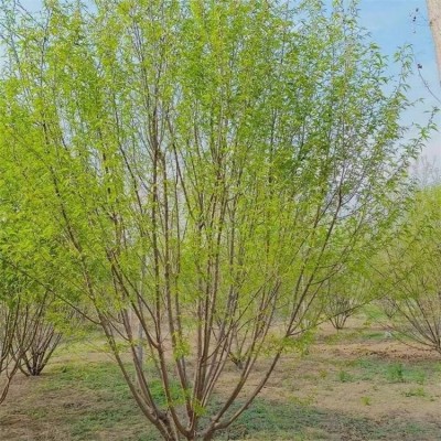 四公分占地桃树苗 质量保障 蓬径15m 看货挖苗 长势旺盛