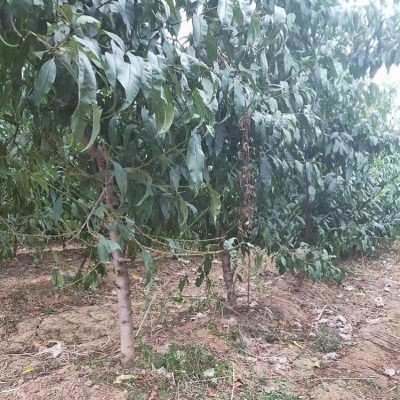 四公分占地桃树苗 质量保障 蓬径15m 看货挖苗 长势旺盛图2