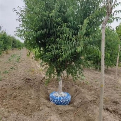 四公分占地桃树苗 质量保障 蓬径15m 看货挖苗 长势旺盛图3