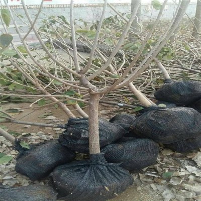 大樱桃苗培育基地 提供栽培管理技术 果科种植