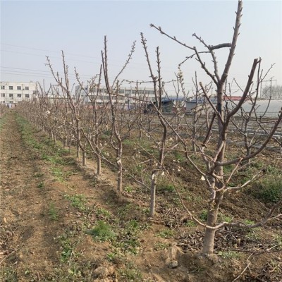 大樱桃苗培育基地 提供栽培管理技术 果科种植图2