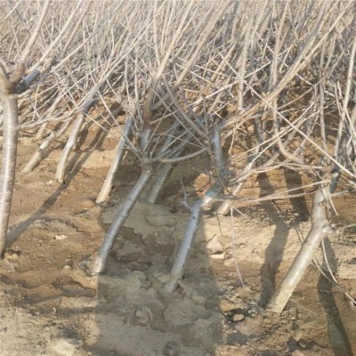 大樱桃苗培育基地 提供栽培管理技术 果科种植图3