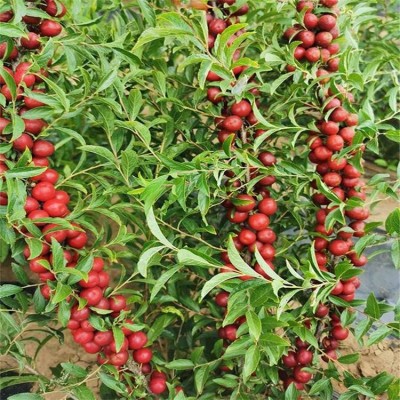 甜蜜一号钙果 钙果苗木 货源充足 品类齐全 果科种植基地