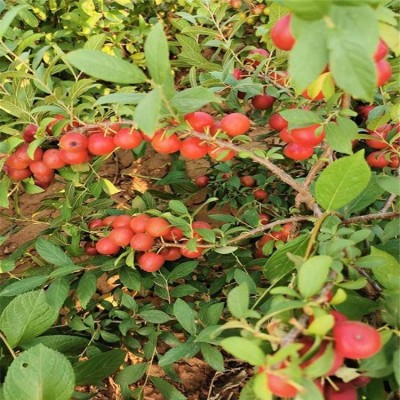 甜蜜一号钙果 钙果苗木 货源充足 品类齐全 果科种植基地图3