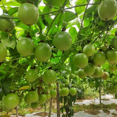 台农嫁接苗盆栽庭院当年结果带土带叶营养杯苗支持批发苗场出售图3