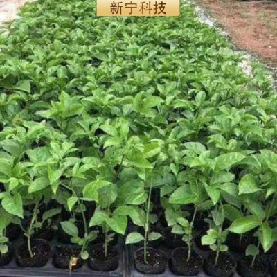 台农嫁接苗盆栽庭院当年结果带土带叶营养杯苗支持批发苗场出售图2